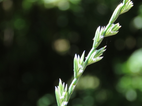 Lolium perenne