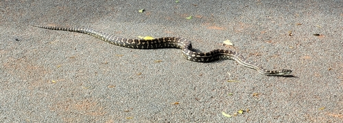 Coastal Carpet Python sighting