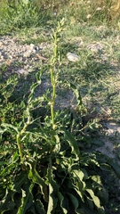 Rumex