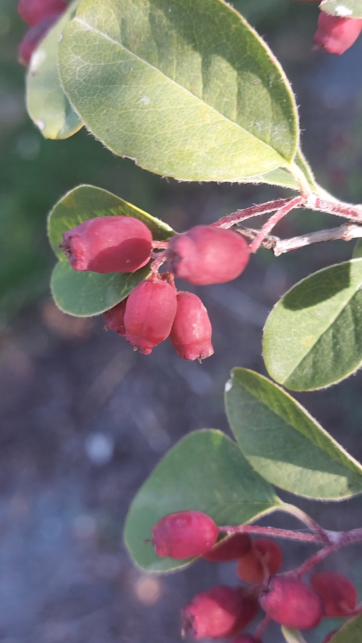 Imagem de Cotoneaster