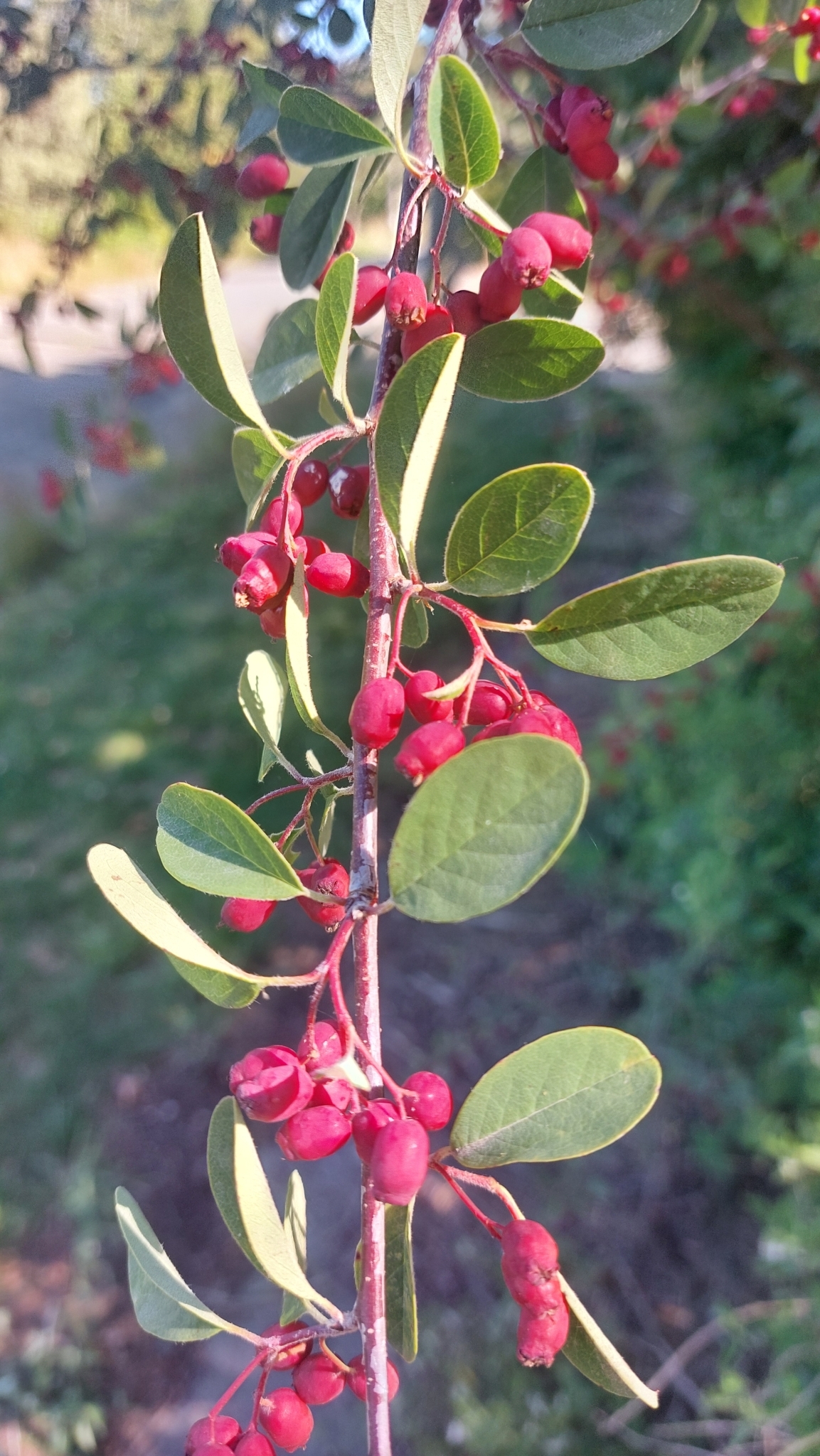 Imagem de Cotoneaster