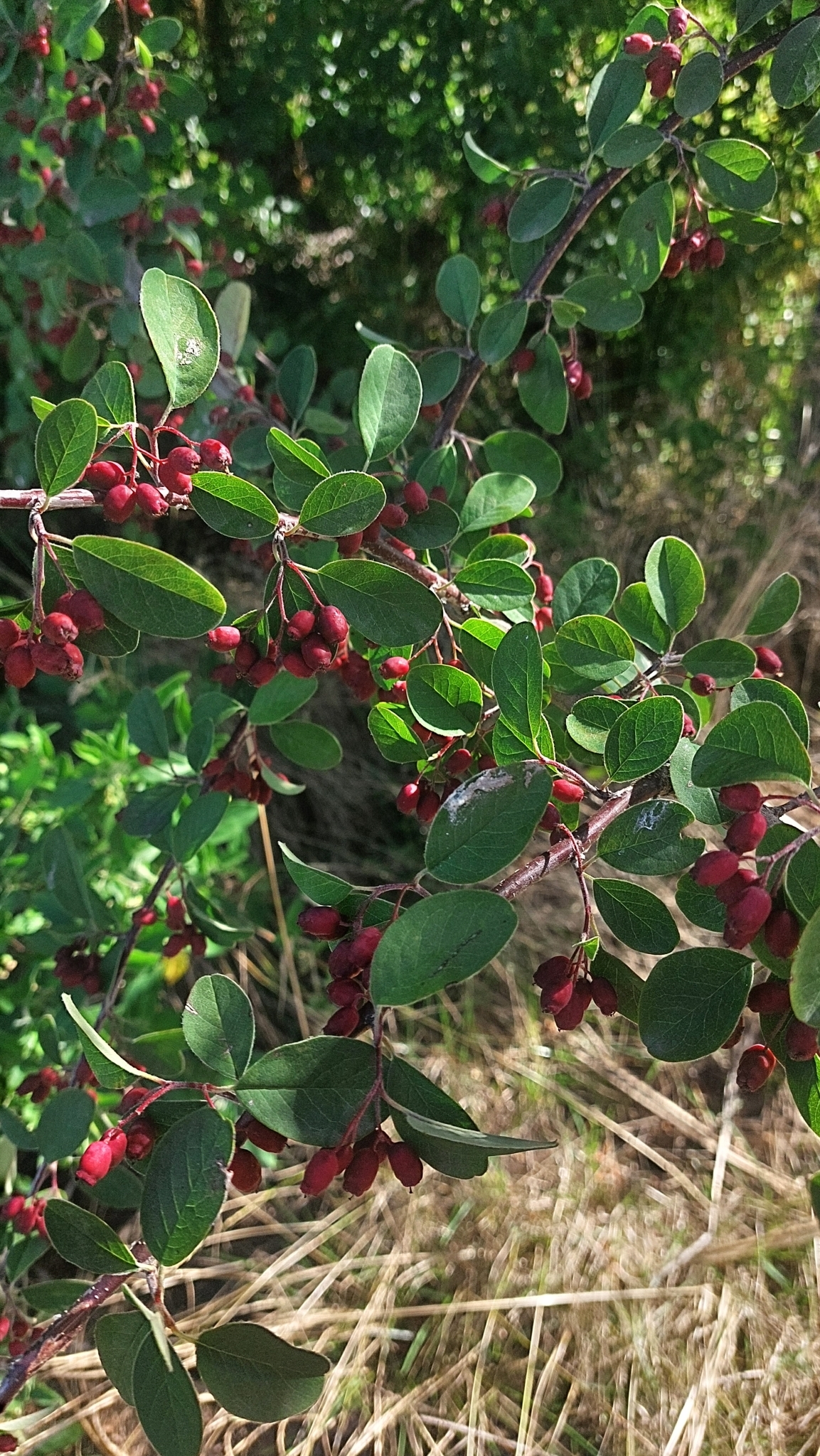 Imagem de Cotoneaster