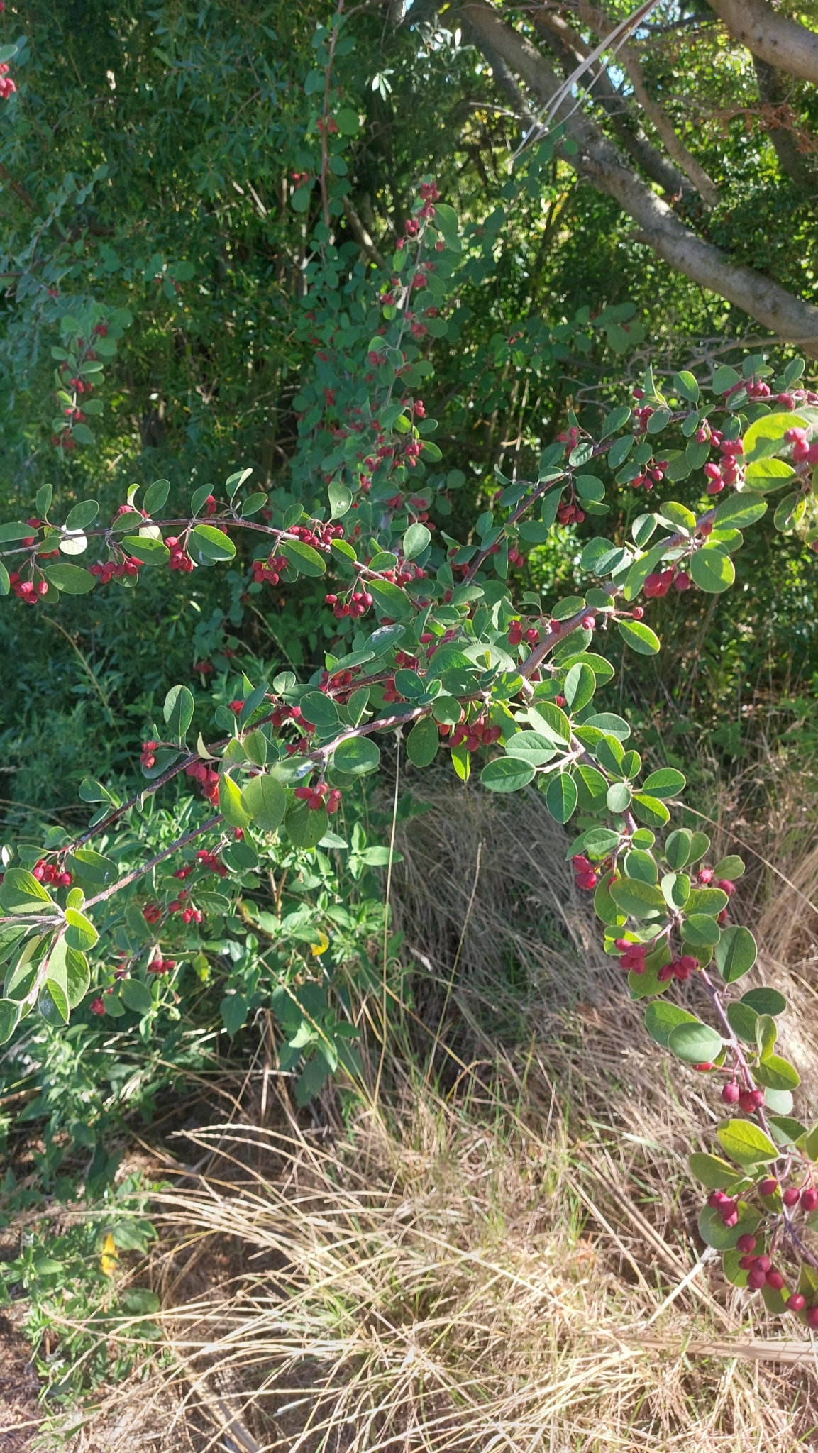 Imagem de Cotoneaster