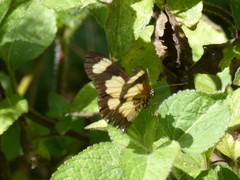 Acraea cabira