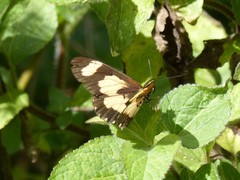 Acraea cabira