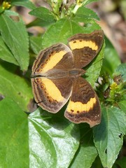 Junonia elgiva