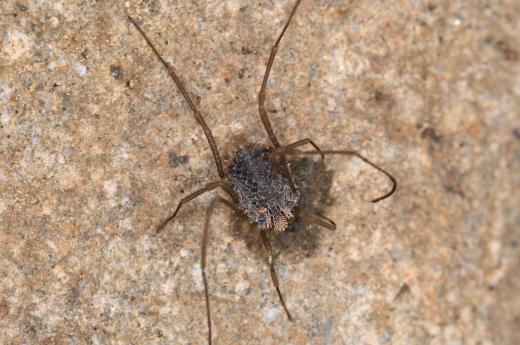 Ortholasma levipes