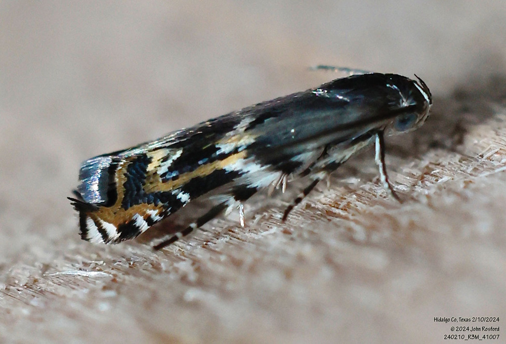 Calliprora sexstrigella