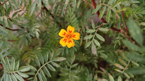 Foto de Cravo-de-defunto