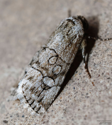Sympistis sectiloides photo 2