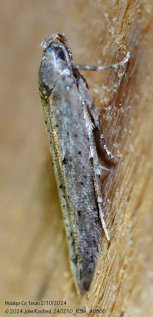 Obithome punctiferella