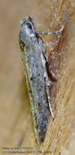 Obithome punctiferella