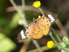 Acraea encedon