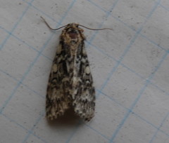 Acronicta fragilis