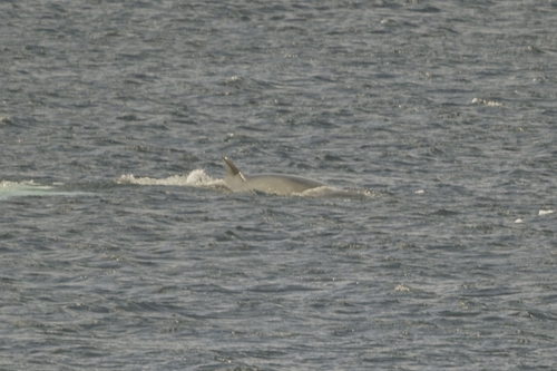 クロミンククジラ