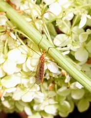 Nephrotoma wulpiana