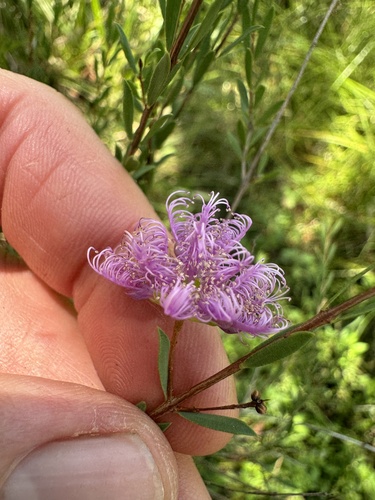Melaleuca thymifolia iNat (2)