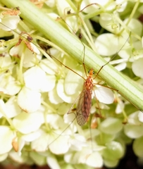 Nephrotoma wulpiana
