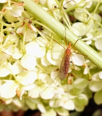 Nephrotoma wulpiana