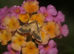 Cnaphalocrocis medinalis