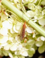 Nephrotoma wulpiana