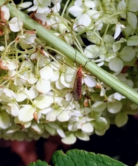 Nephrotoma wulpiana