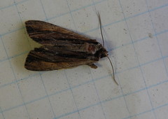 Apamea verbascoides