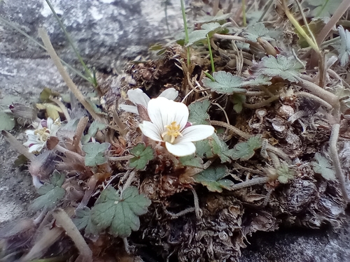 Image of Geranium socolateum by (c) John Barkla, some rights reserved (CC BY)