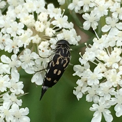 Hoshihananomia octopunctata