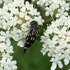 Hoshihananomia octopunctata