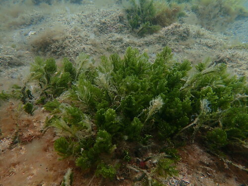 Image of Caulerpa flexilis by (c) Javier, some rights reserved (CC BY)
