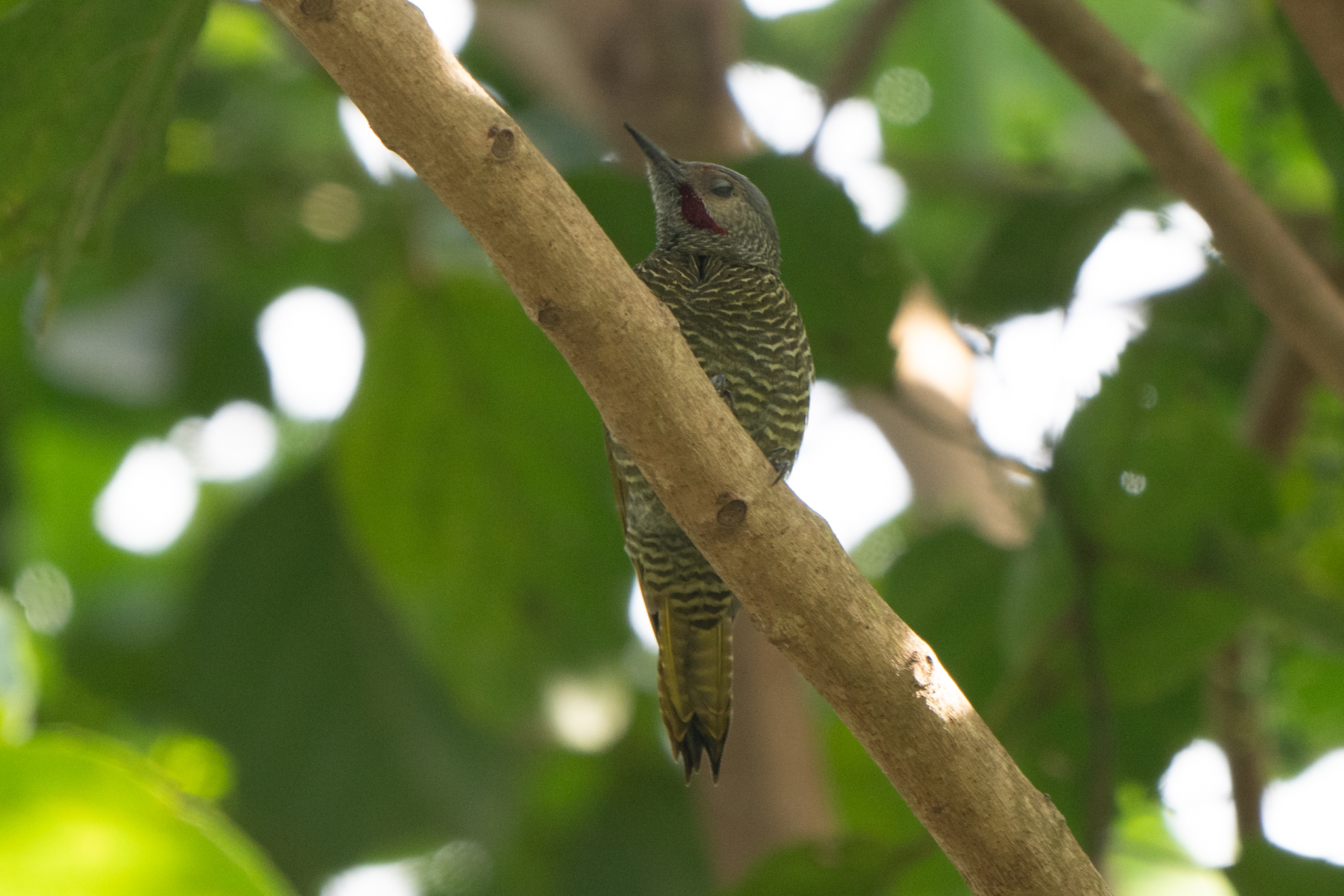 Grey-crowned Woodpecker (Colaptes auricularis), photo 6