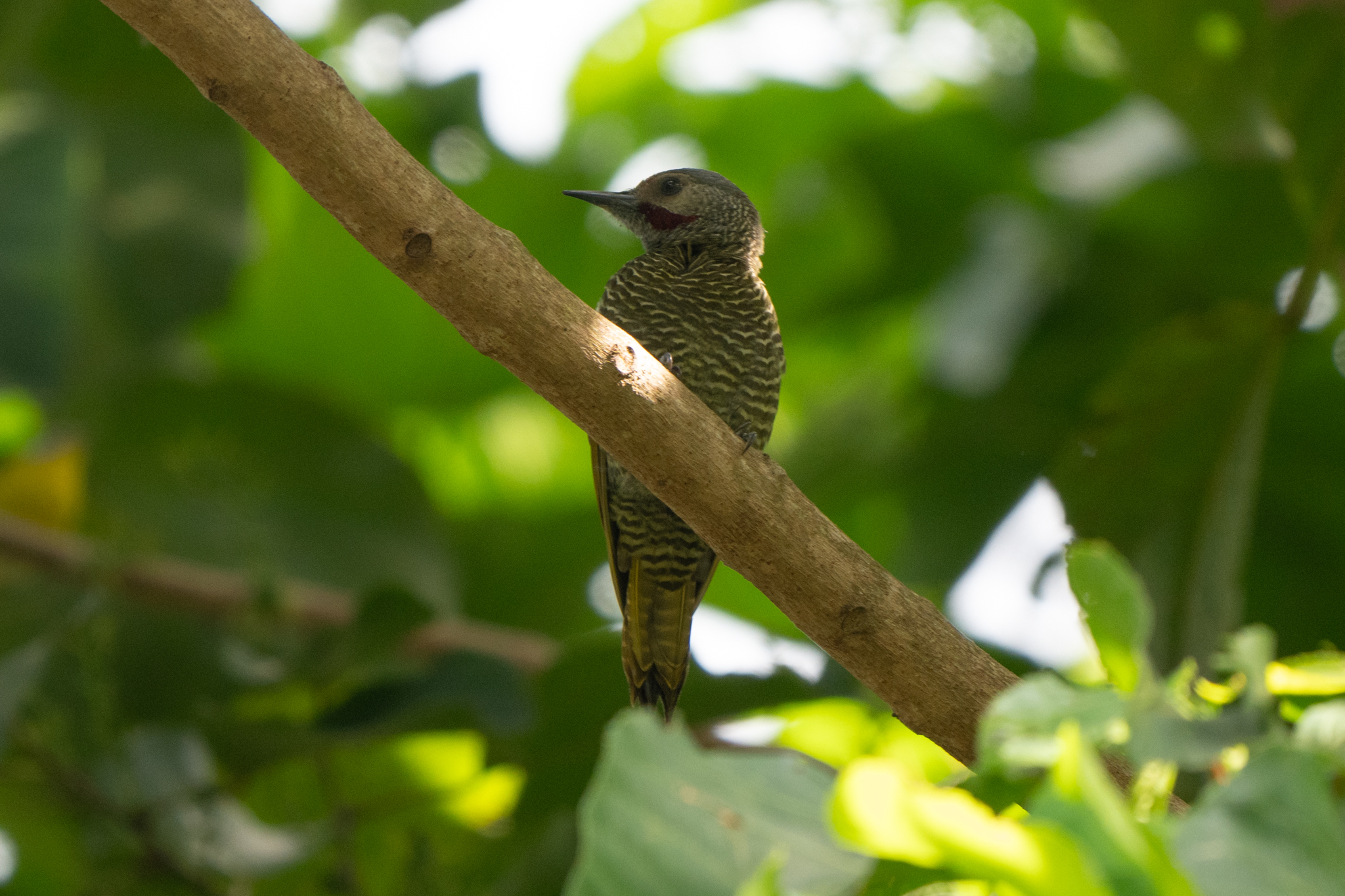 Grey-crowned Woodpecker (Colaptes auricularis), photo 7