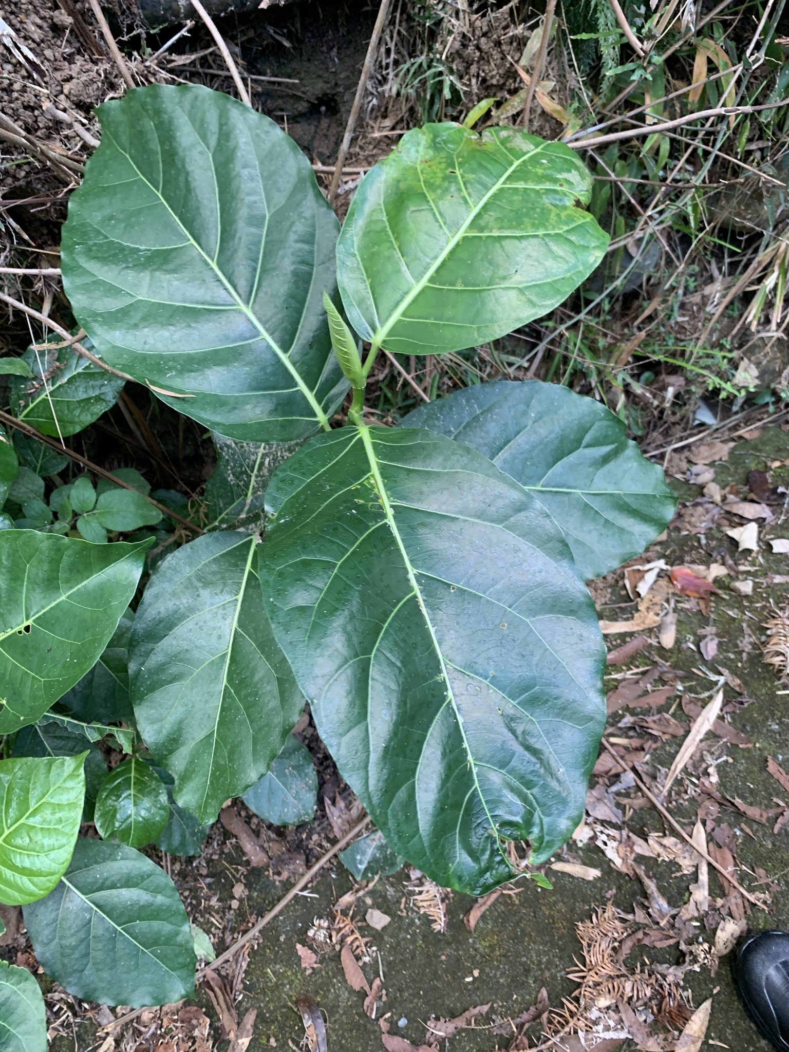 Imagem de Mata-pasto