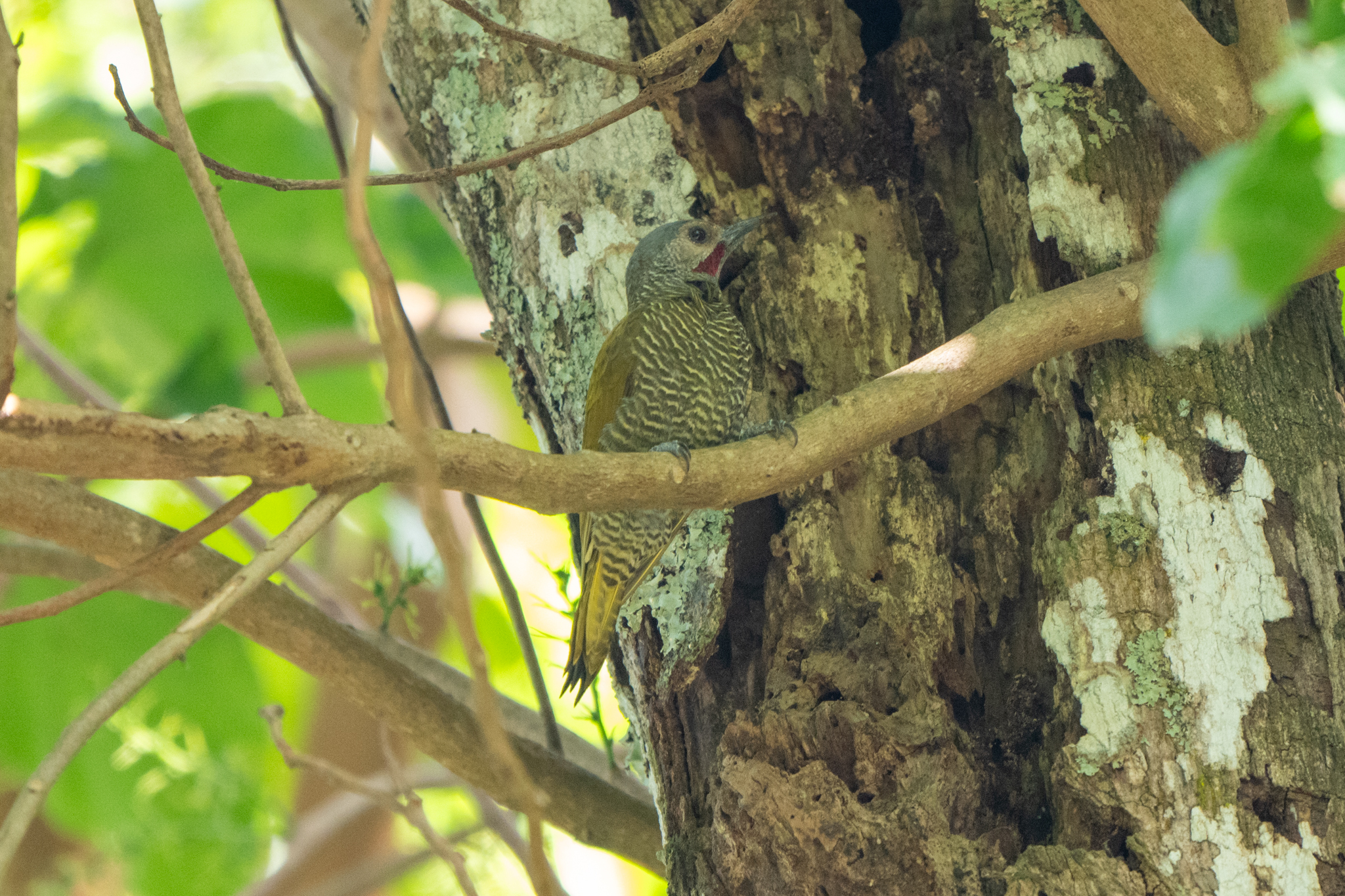 Grey-crowned Woodpecker (Colaptes auricularis), photo 4