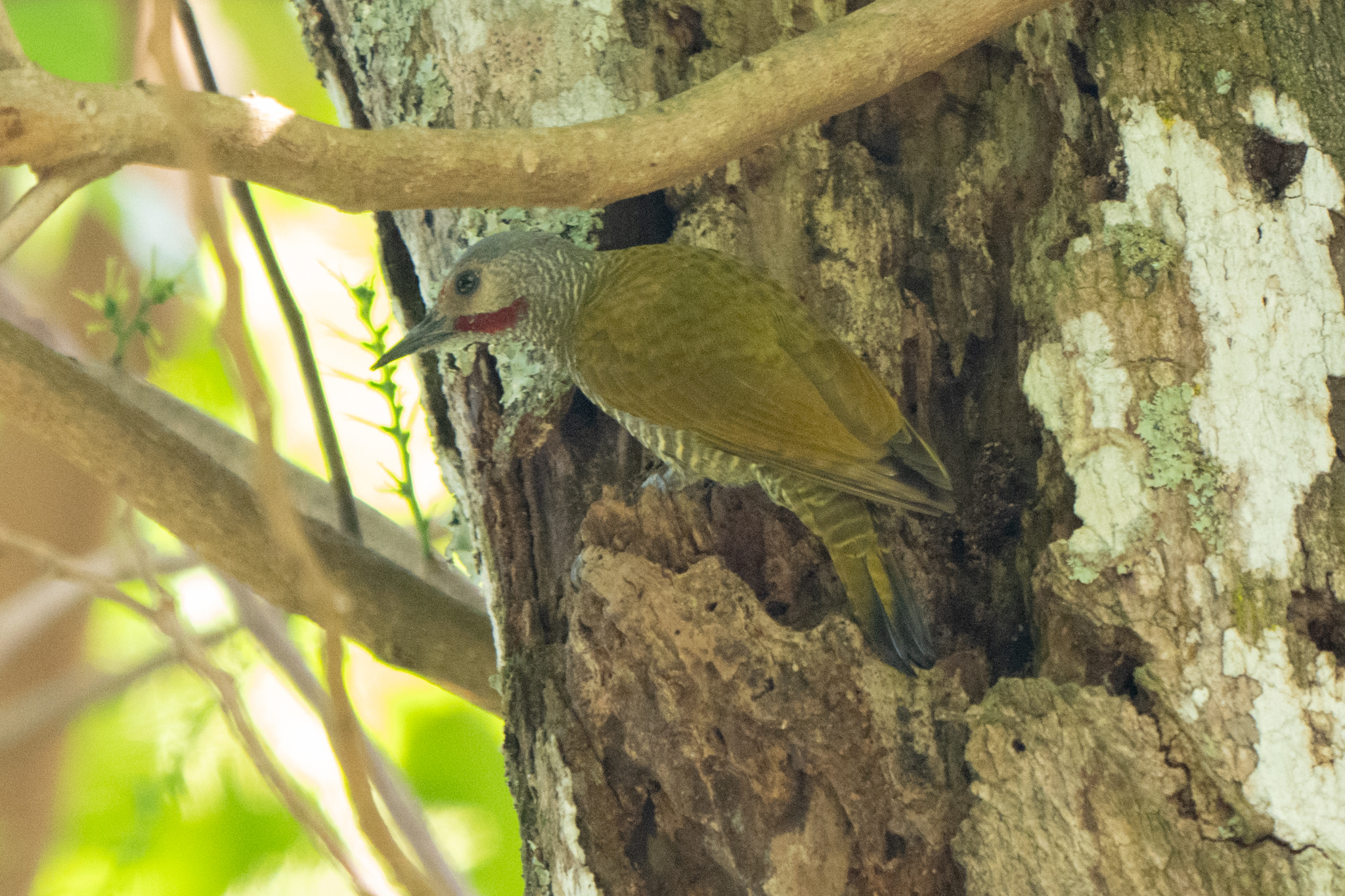 Grey-crowned Woodpecker (Colaptes auricularis), photo 5