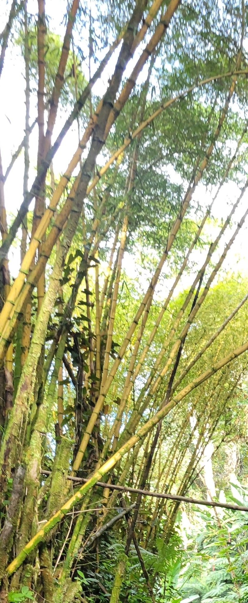 Imagem de Bambu