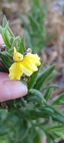 Image of Goodenia amplexans by (c) Sam Buxton Stewart, some rights reserved (CC BY)
