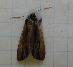 Apamea verbascoides