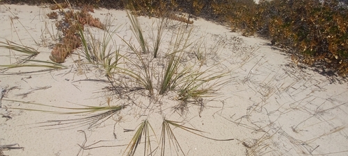 Image of Lomandra leucocephala by (c) Sam Buxton Stewart, some rights reserved (CC BY)