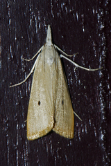 Scirpophaga incertulas