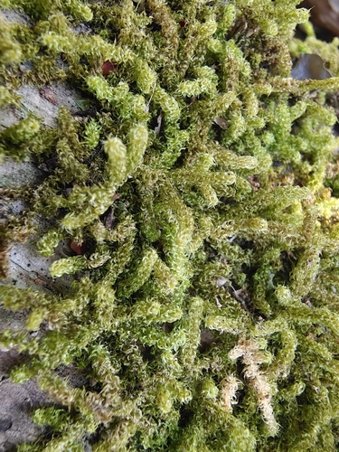 Meteoriopsis reclinata observed 2024-01-12
