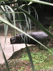 Hippopotamidae