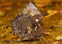 Thaduka multicaudata