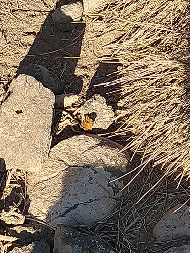 Painted Lady