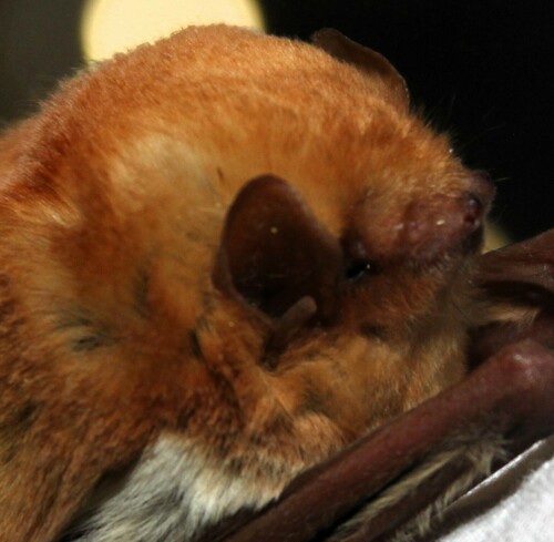 Arequipa Red Bat (Lasiurus arequipae) — Data Deficient Mammalia