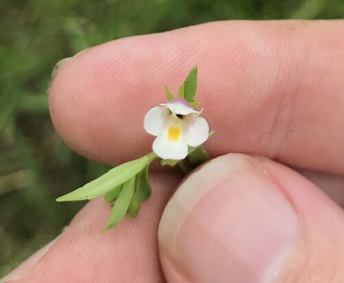Lindernia micrantha iNat (3)