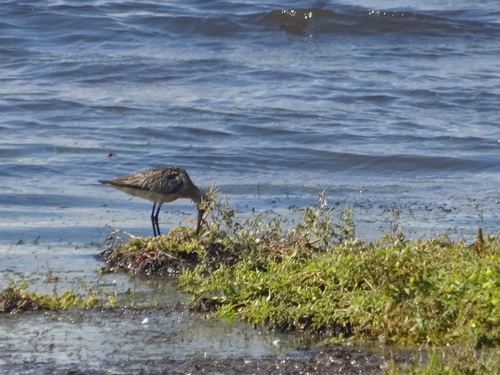 Limosa lapponica