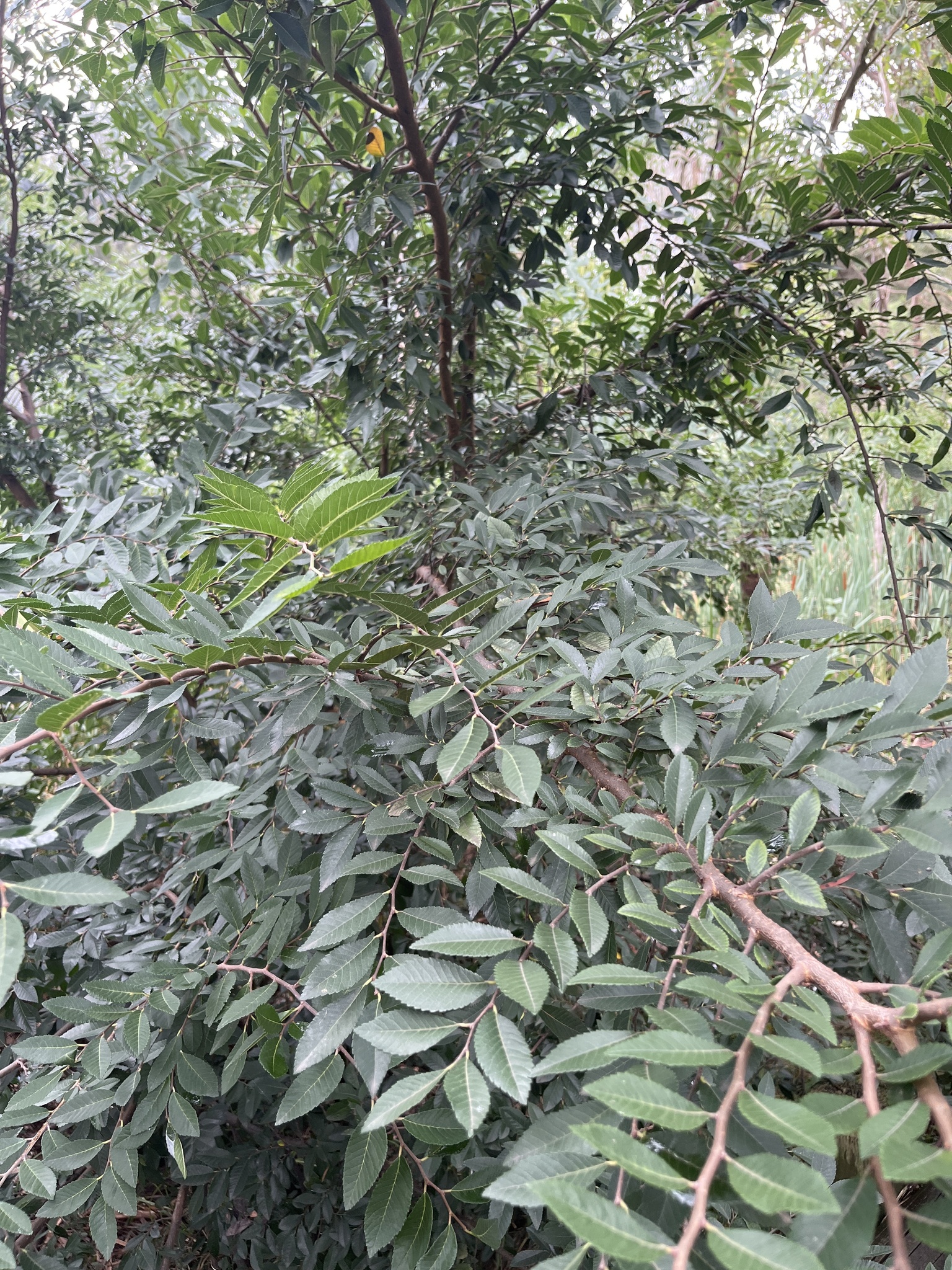 Imagem de Olmo-chinês