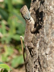 Agama mossambica